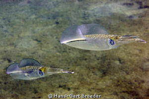 Starwars,
Cuttlefish
Bunaken,Sulawesi,Indonesia, 
Niko... by Hans-Gert Broeder 